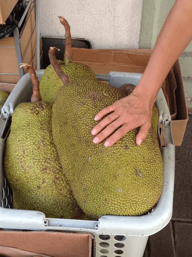 Breadfruit