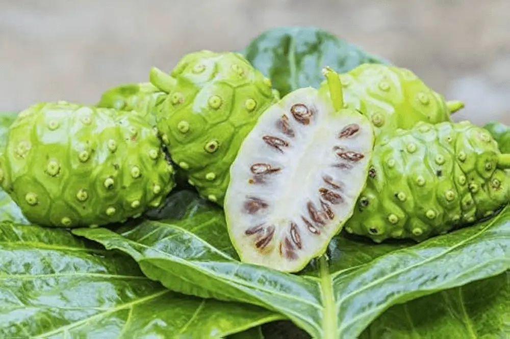 Noni Fruit